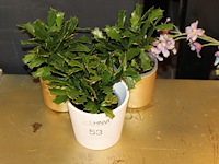 Drie cactussen in pot. - afbeelding 1 van  2