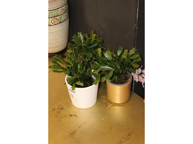 Drie cactussen in pot. - afbeelding 2 van  2