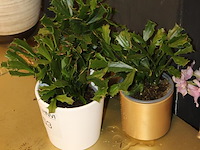 Drie cactussen in pot. - afbeelding 2 van  2