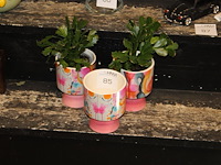 Drie decoratieve potten waarvan twee met cactus hoogte 17 cm. - afbeelding 1 van  2