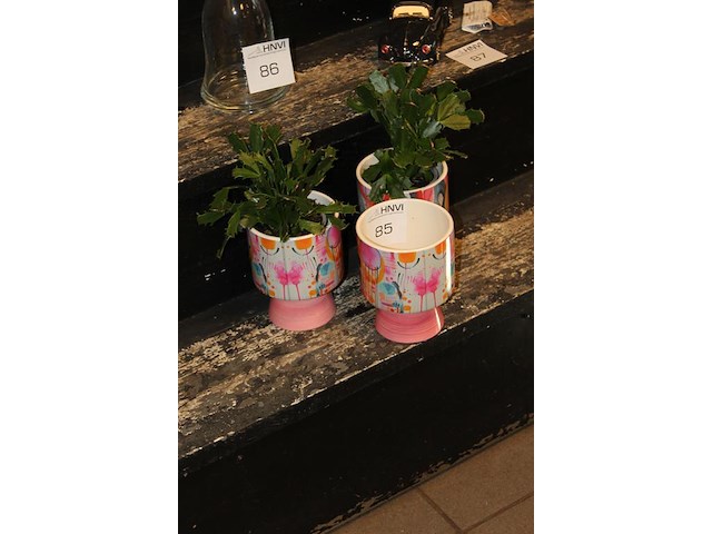 Drie decoratieve potten waarvan twee met cactus hoogte 17 cm. - afbeelding 2 van  2