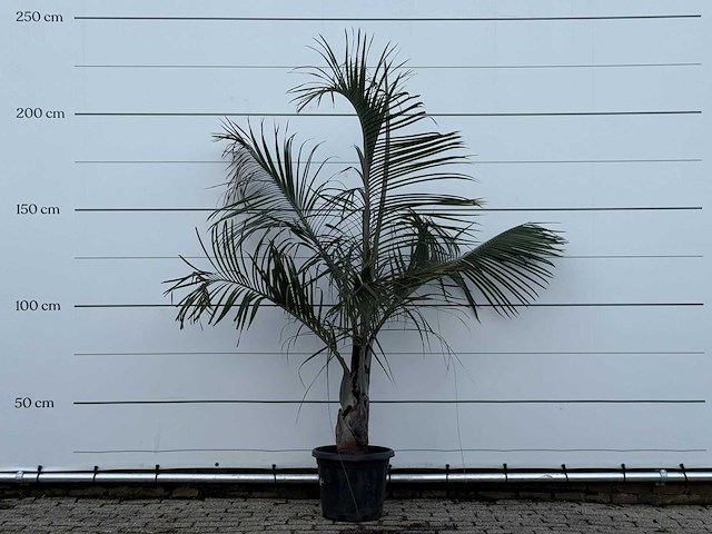 Driehoekspalm - dypsis decaryi - hoogte ca. 200 cm - afbeelding 1 van  3