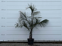 Driehoekspalm - dypsis decaryi - hoogte ca. 200 cm - afbeelding 1 van  3