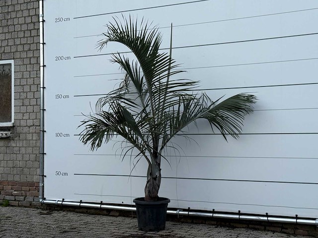 Driehoekspalm - dypsis decaryi - hoogte ca. 200 cm - afbeelding 2 van  3