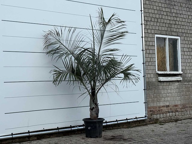 Driehoekspalm - dypsis decaryi - hoogte ca. 200 cm - afbeelding 3 van  3