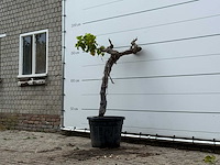 Druivenboom laagstam - vitis vinifera - hoogte ca. 170 cm - afbeelding 2 van  3