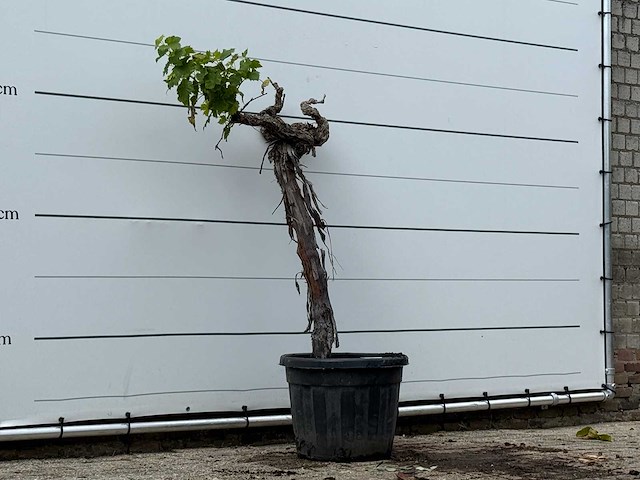 Druivenboom laagstam - vitis vinifera - hoogte ca. 170 cm - afbeelding 3 van  3