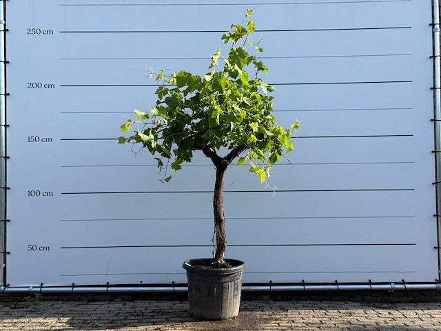 Druivenboom laagstam - vitis vinifera - hoogte ca. 230 cm - afbeelding 1 van  4