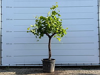 Druivenboom laagstam - vitis vinifera - hoogte ca. 230 cm - afbeelding 1 van  4