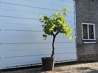 Druivenboom laagstam - vitis vinifera - hoogte ca. 230 cm - afbeelding 2 van  4