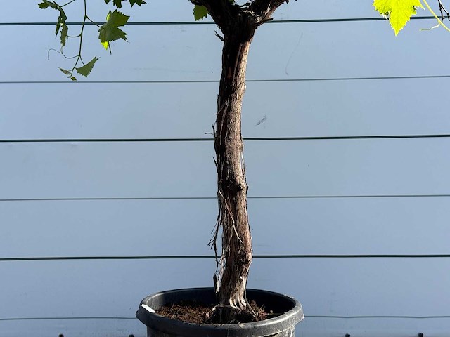 Druivenboom laagstam - vitis vinifera - hoogte ca. 230 cm - afbeelding 3 van  4