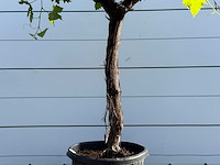 Druivenboom laagstam - vitis vinifera - hoogte ca. 230 cm - afbeelding 3 van  4