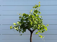 Druivenboom laagstam - vitis vinifera - hoogte ca. 230 cm - afbeelding 4 van  4
