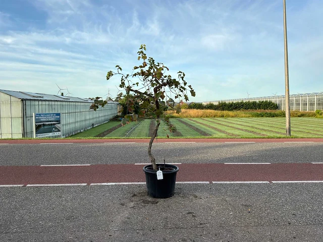 Druivenboom (vitis vinifera) - afbeelding 1 van  1
