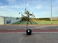Druivenboom (vitis vinifera)