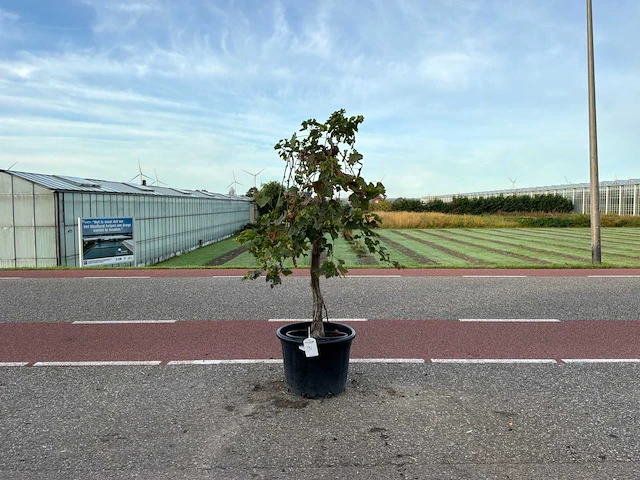 Druivenboom (vitis vinifera) - afbeelding 1 van  1