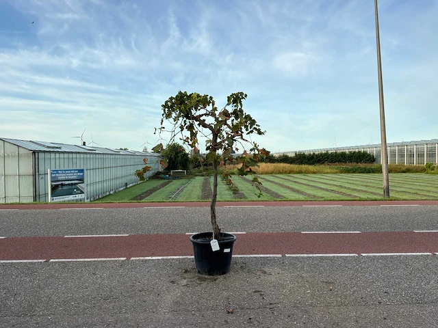 Druivenboom (vitis vinifera) - afbeelding 1 van  1