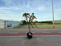 Druivenboom (vitis vinifera)