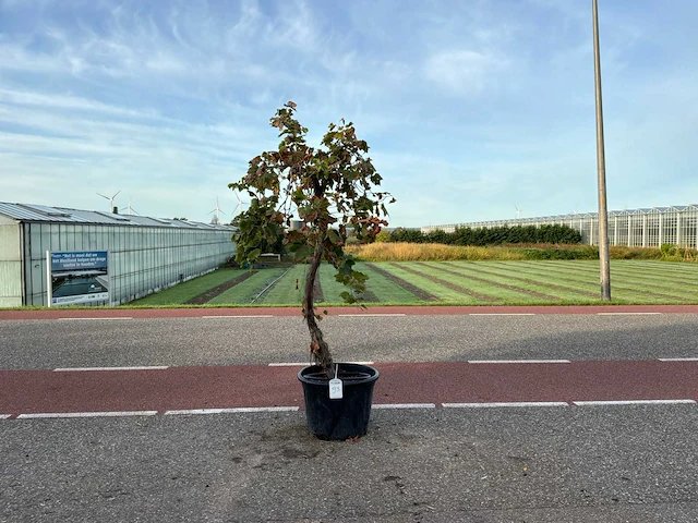 Druivenboom (vitis vinifera) - afbeelding 1 van  1