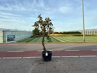 Druivenboom (vitis vinifera)
