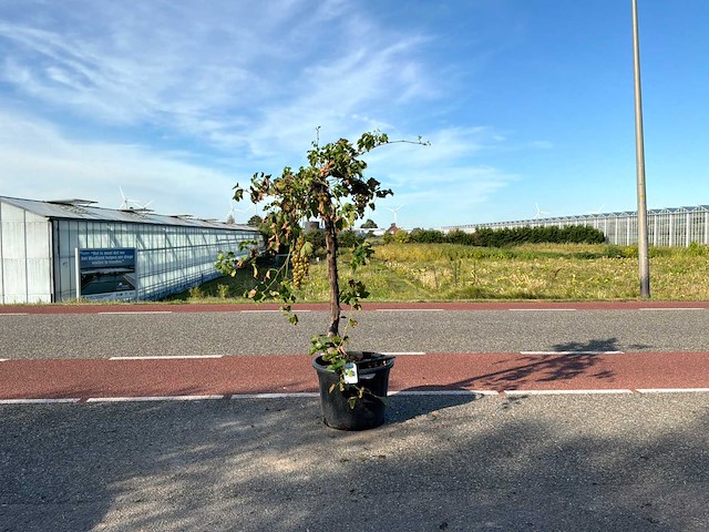 Druivenboom (vitis vinifera) - afbeelding 1 van  1