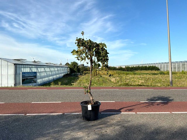 Druivenboom (vitis vinifera) - afbeelding 1 van  1