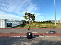 Druivenboom (vitis vinifera) - afbeelding 1 van  1