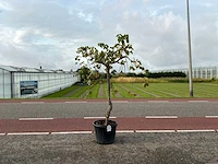 Druivenboom (vitis vinifera)