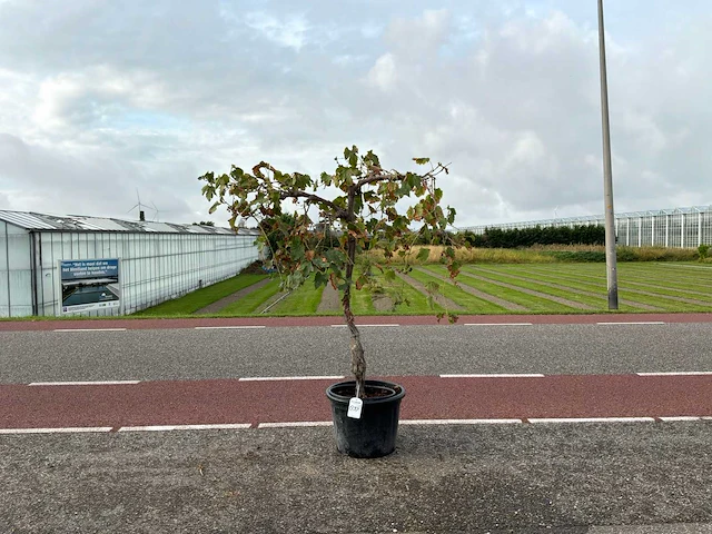 Druivenboom (vitis vinifera) - afbeelding 1 van  1