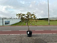 Druivenboom (vitis vinifera)