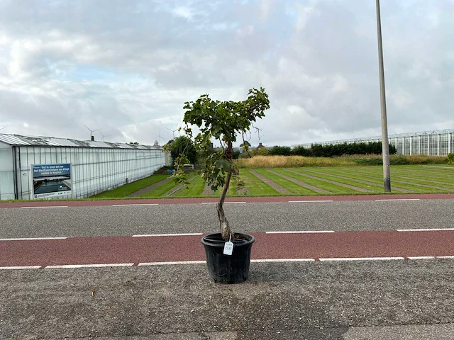 Druivenboom (vitis vinifera) - afbeelding 1 van  1