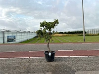 Druivenboom (vitis vinifera)