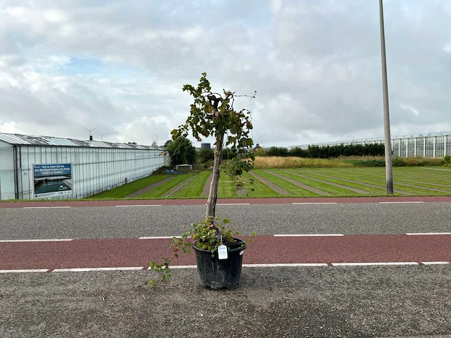 Druivenboom (vitis vinifera) - afbeelding 1 van  1