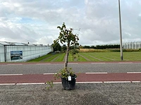 Druivenboom (vitis vinifera)