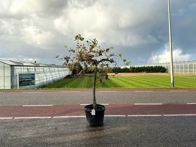 Druivenboom (vitis vinifera) - afbeelding 1 van  1