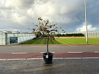 Druivenboom (vitis vinifera)