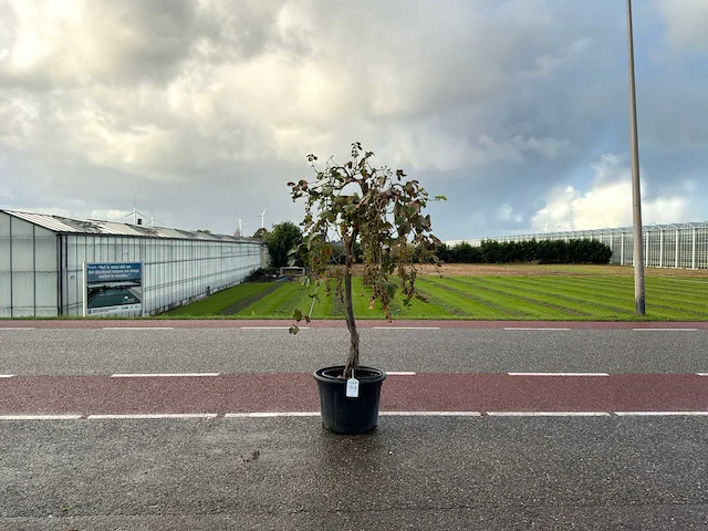 Druivenboom (vitis vinifera) - afbeelding 1 van  1