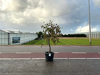 Druivenboom (vitis vinifera)