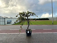 Druivenboom (vitis vinifera)