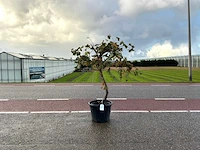 Druivenboom (vitis vinifera)