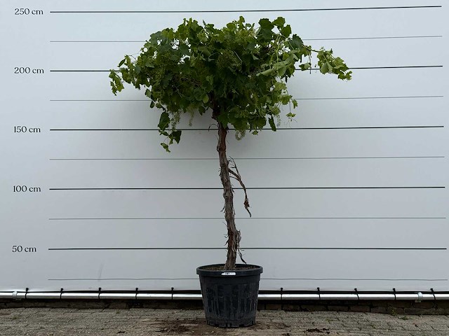 Druivenplant hoog - vitis vinifera - hoogte ca. 220 cm - afbeelding 1 van  5