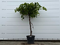 Druivenplant hoog - vitis vinifera - hoogte ca. 220 cm