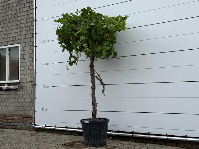 Druivenplant hoog - vitis vinifera - hoogte ca. 220 cm - afbeelding 2 van  5