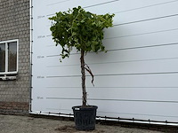 Druivenplant hoog - vitis vinifera - hoogte ca. 220 cm - afbeelding 2 van  5