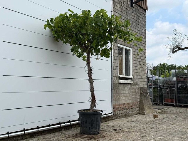 Druivenplant hoog - vitis vinifera - hoogte ca. 220 cm - afbeelding 3 van  5