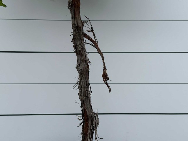 Druivenplant hoog - vitis vinifera - hoogte ca. 220 cm - afbeelding 4 van  5