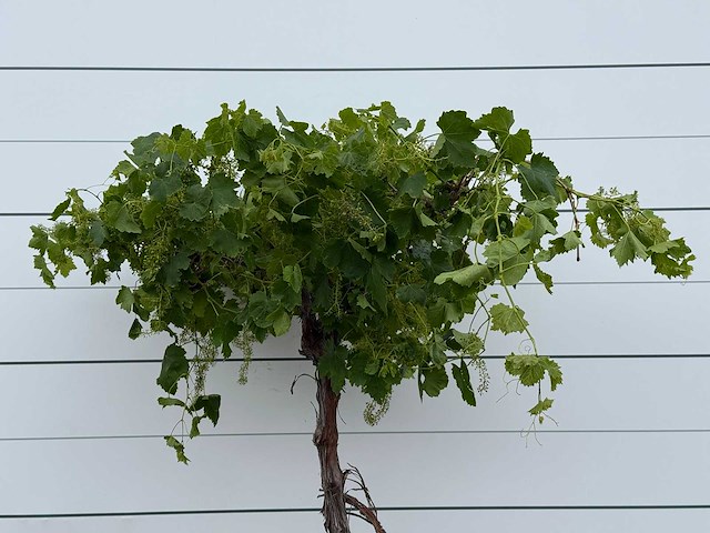 Druivenplant hoog - vitis vinifera - hoogte ca. 220 cm - afbeelding 5 van  5