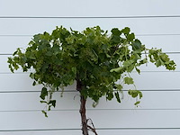 Druivenplant hoog - vitis vinifera - hoogte ca. 220 cm - afbeelding 5 van  5
