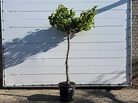 Druivenplant hoog - vitis vinifera - hoogte ca. 250 cm