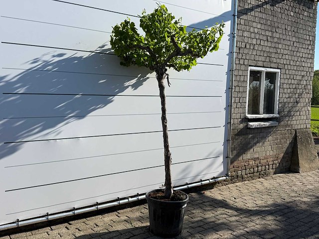 Druivenplant hoog - vitis vinifera - hoogte ca. 250 cm - afbeelding 3 van  4
